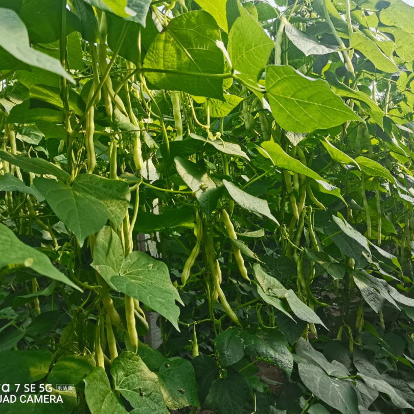 芸豆丨執行標準化管理,種植新手照樣拿高產_劉師傅_農業_大棚