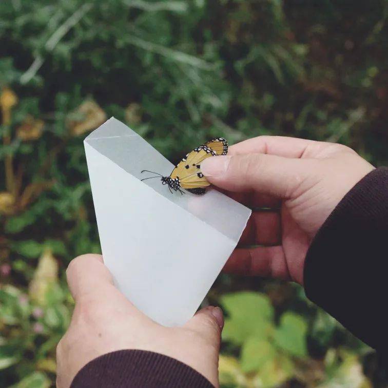 我们还会使用马来式网,灯诱幕布这样的专业设备,设计并使用昆虫陷阱.