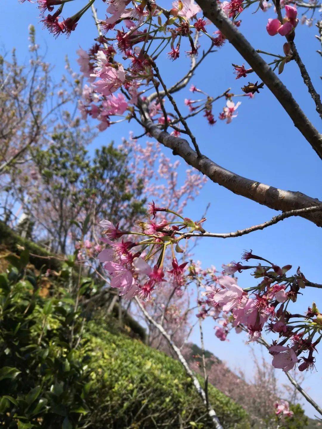 同安白交祠的大片樱花火热绽放正是踏青