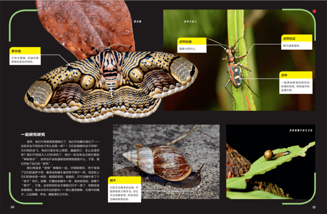 天上地下隐蔽场所,难得一见的昆虫物种,带孩子身临其境般探秘,让孩子