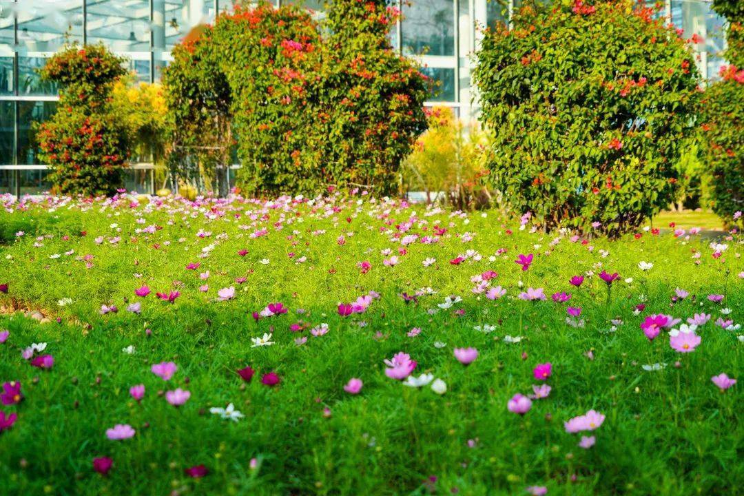 珠海赏花好去处图片