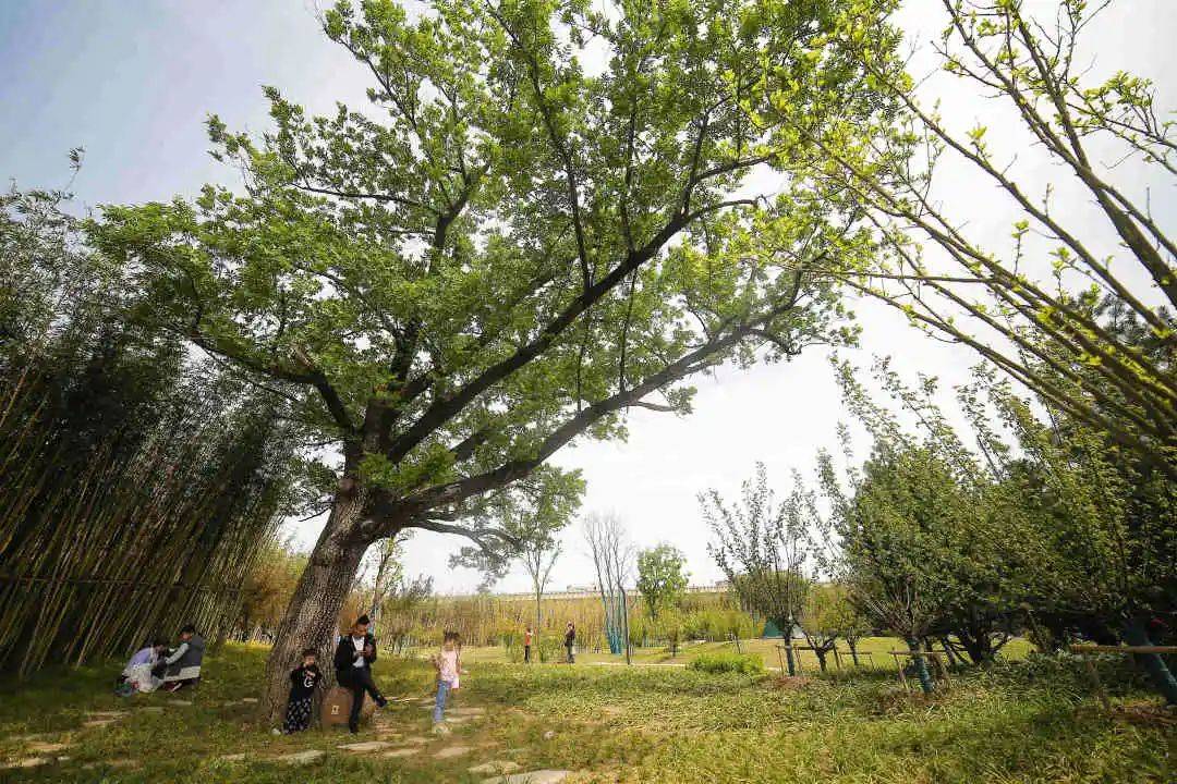 一园览尽百花景 -在本地很难看到多从外地引进马褂木,蒙古栎等珍稀