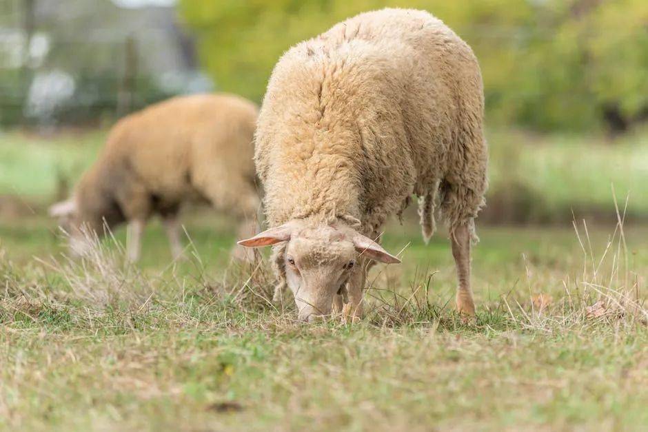 (看懂的人很少)_狮子_羊群_上帝