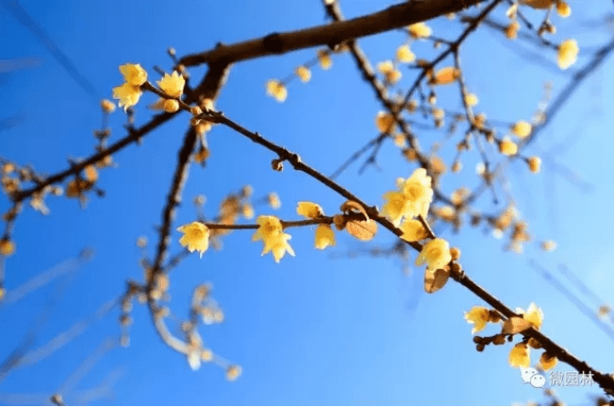 �������˱�����һĨ������ɫ