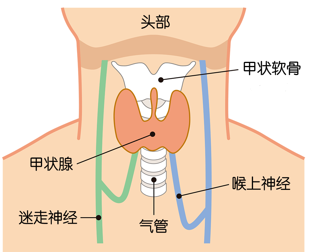 甲状腺分区示意图图片