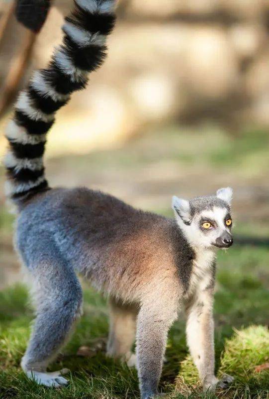 十堰动物园门票免费送!