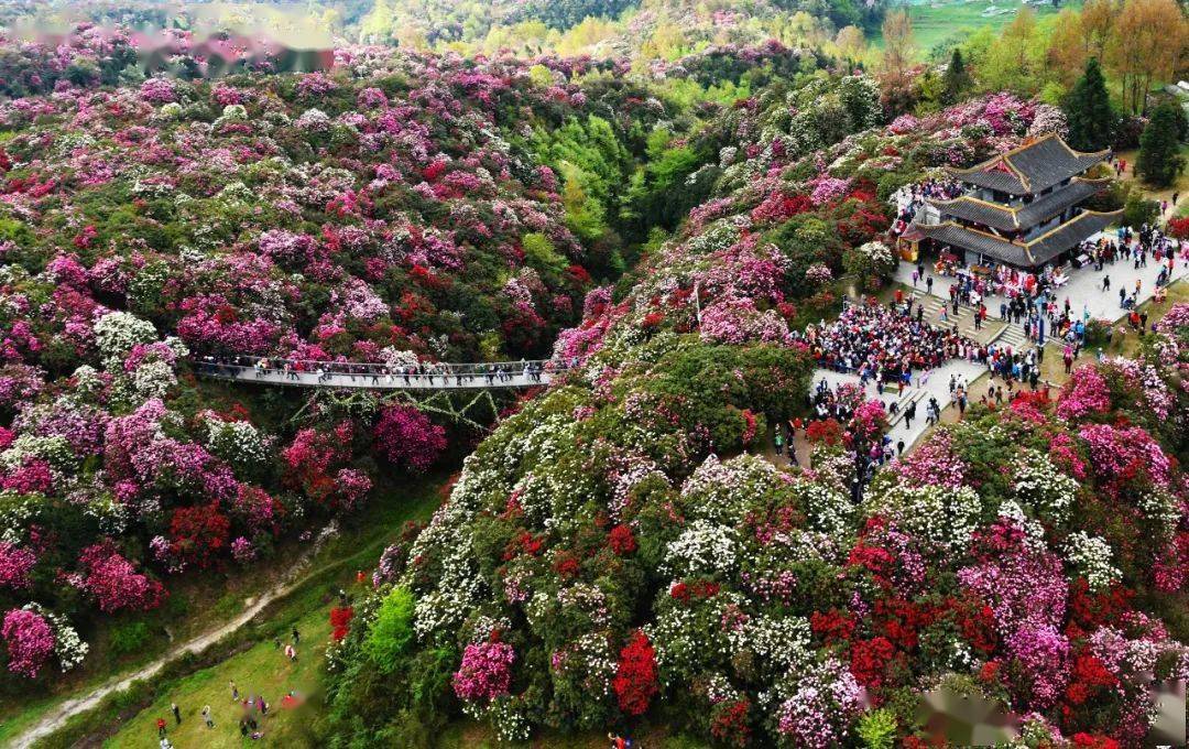 百里杜鹃 跳花坡年卡(百里杜鹃门票 跳花坡门票执行365元/年/人 截止
