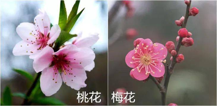 桃花梅花樱花区分图解图片