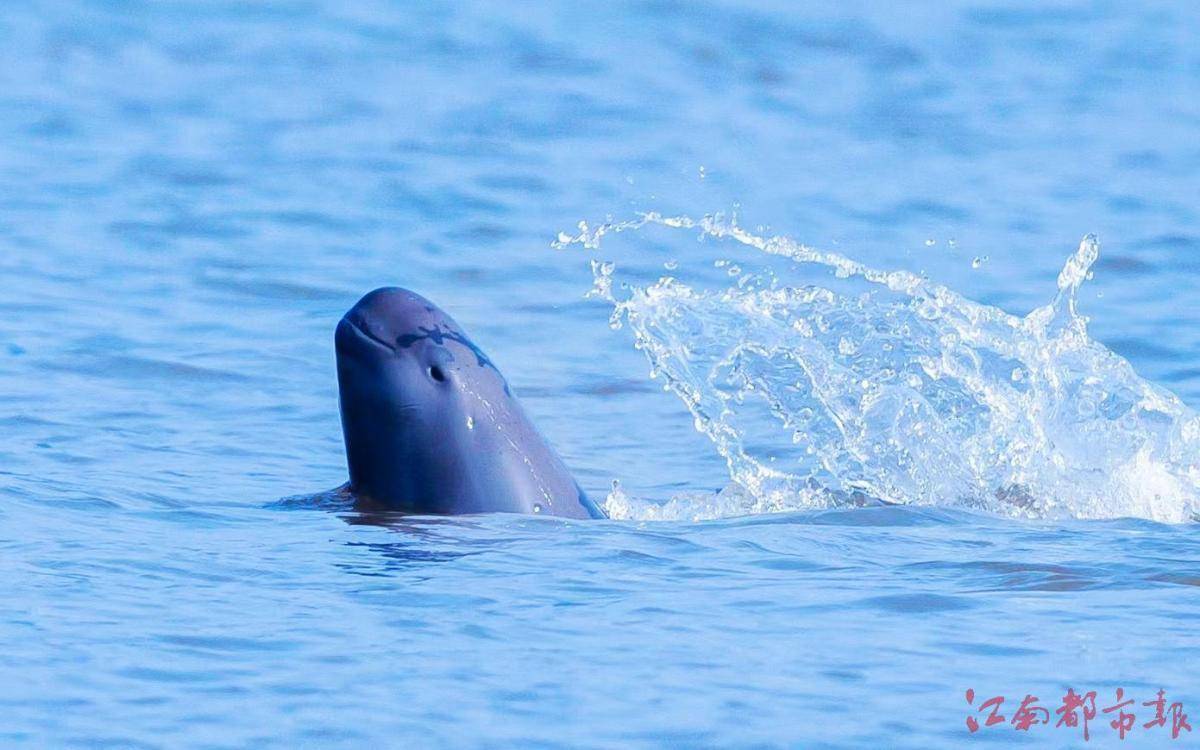 长江江豚数量"止跌回升",向所有守护者致敬!_保护_鄱阳湖_种群