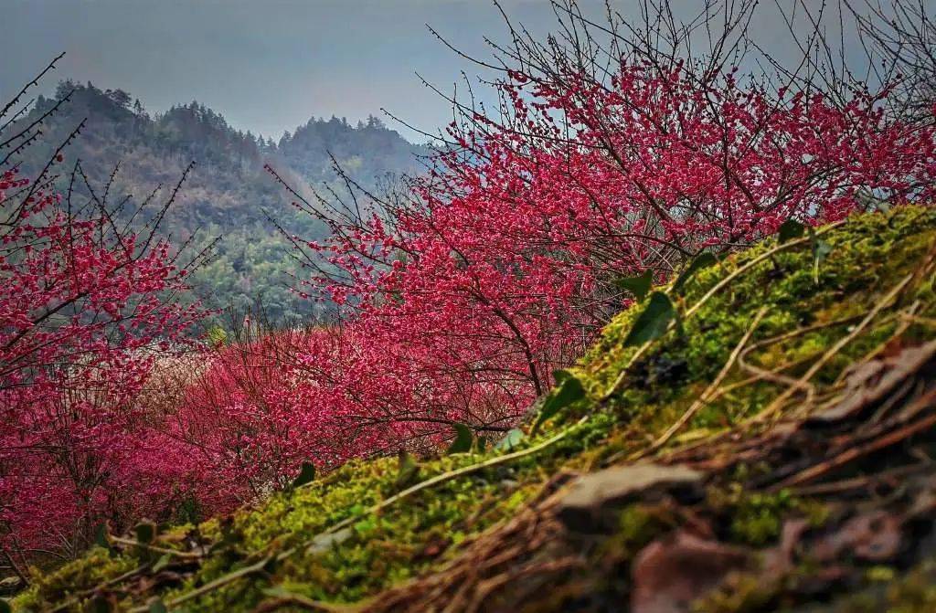 永順縣陳家坡的梅花——燦如雲霞_地方_湘西_牧童