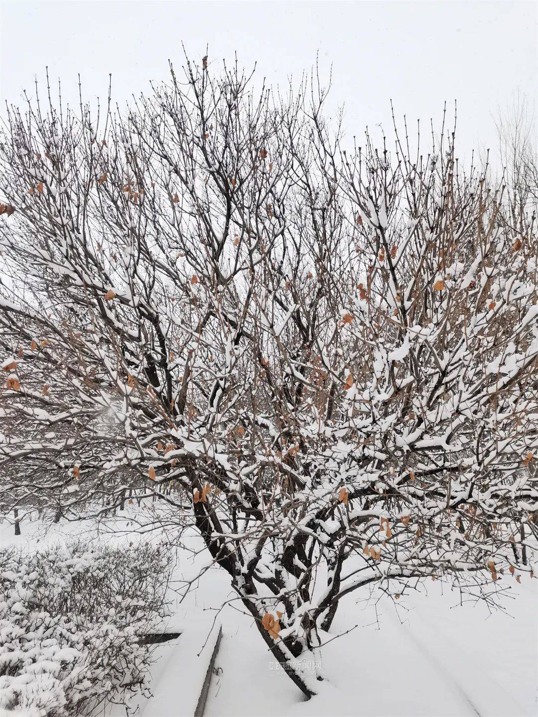 三月的雪花能够有多都雅