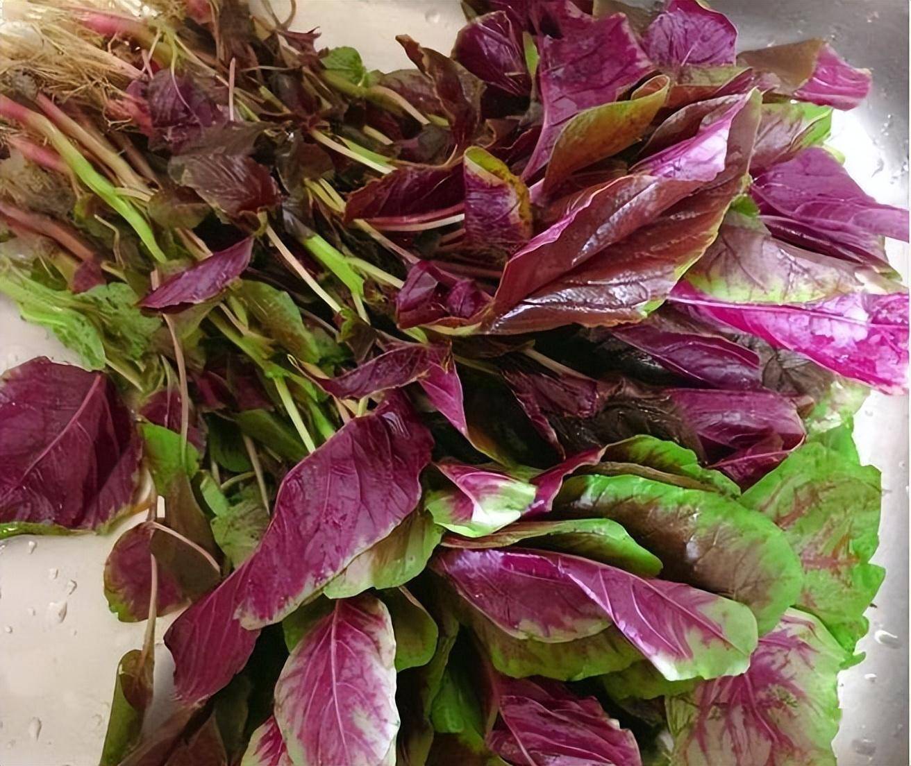 尽量不要和这两种食物一起吃,建议及时了解1,菠菜菠菜和红苋菜属于