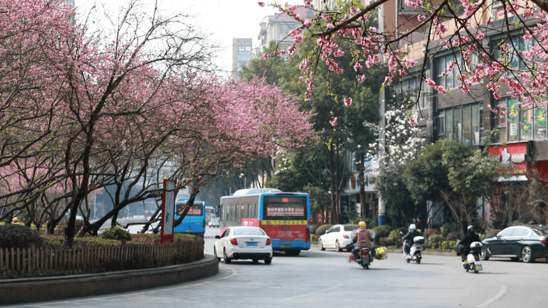 郴州燕泉广场成"桃花仙子"了!_罗晗敏_北湖区_中心地带