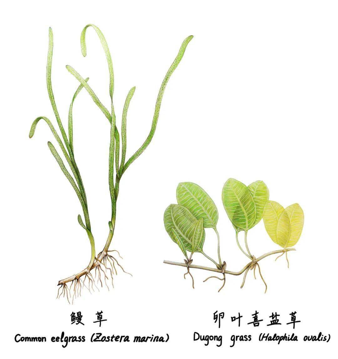 海草和海藻,你分得清吗?