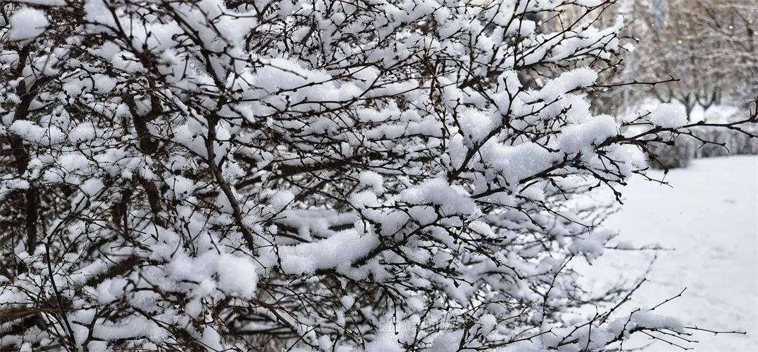 三月的雪花能够有多都雅