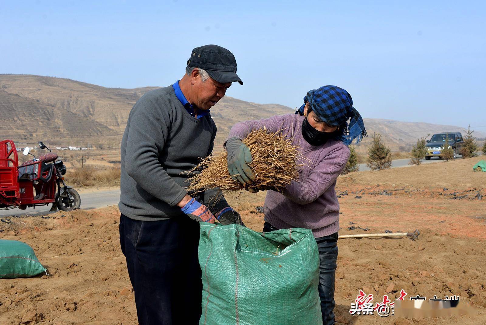 陇西县:铁牛"奋蹄"助春收_甘肃_日报_张爱平