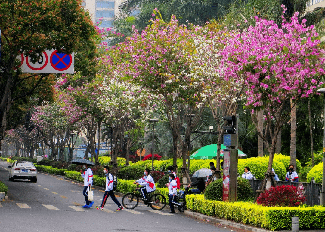 厦门行道树图片