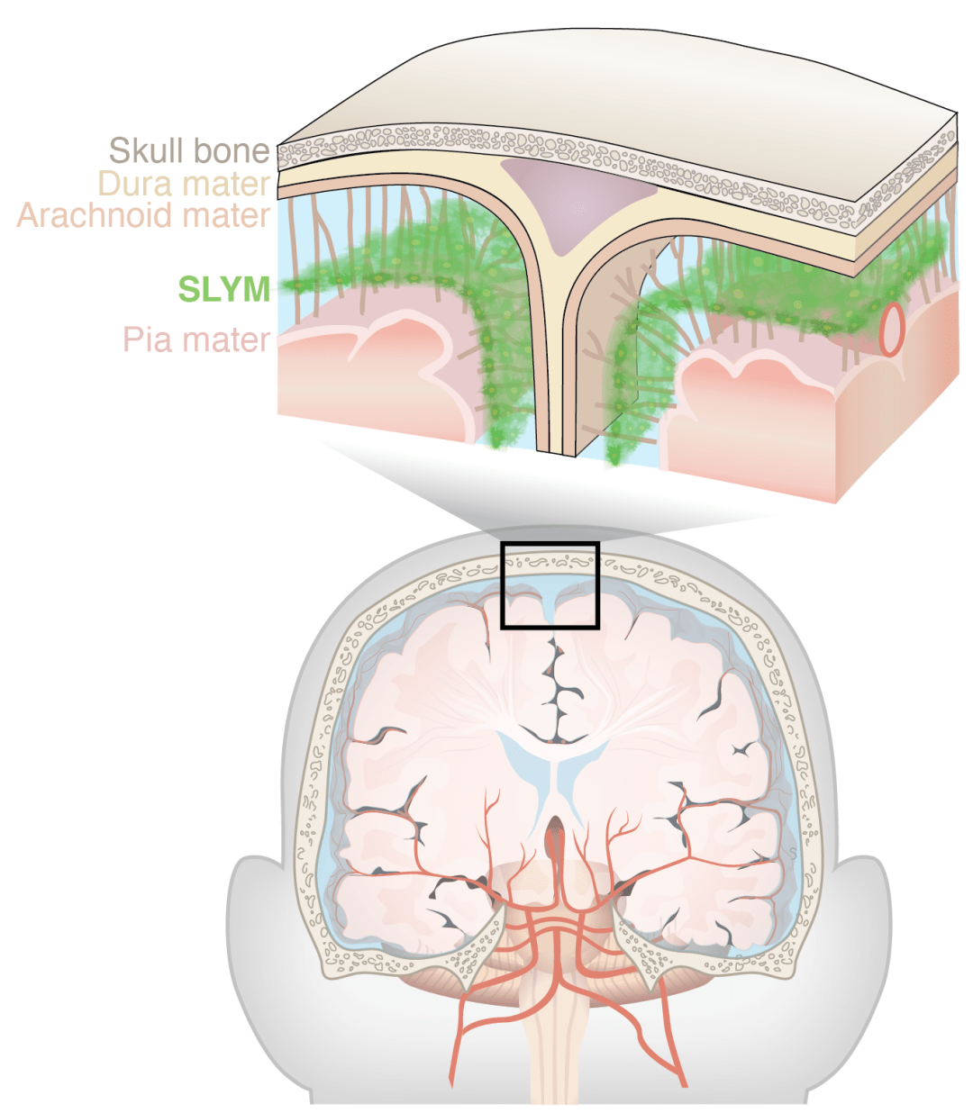 重新認識大腦保護屏障_研究_細胞_腦膜