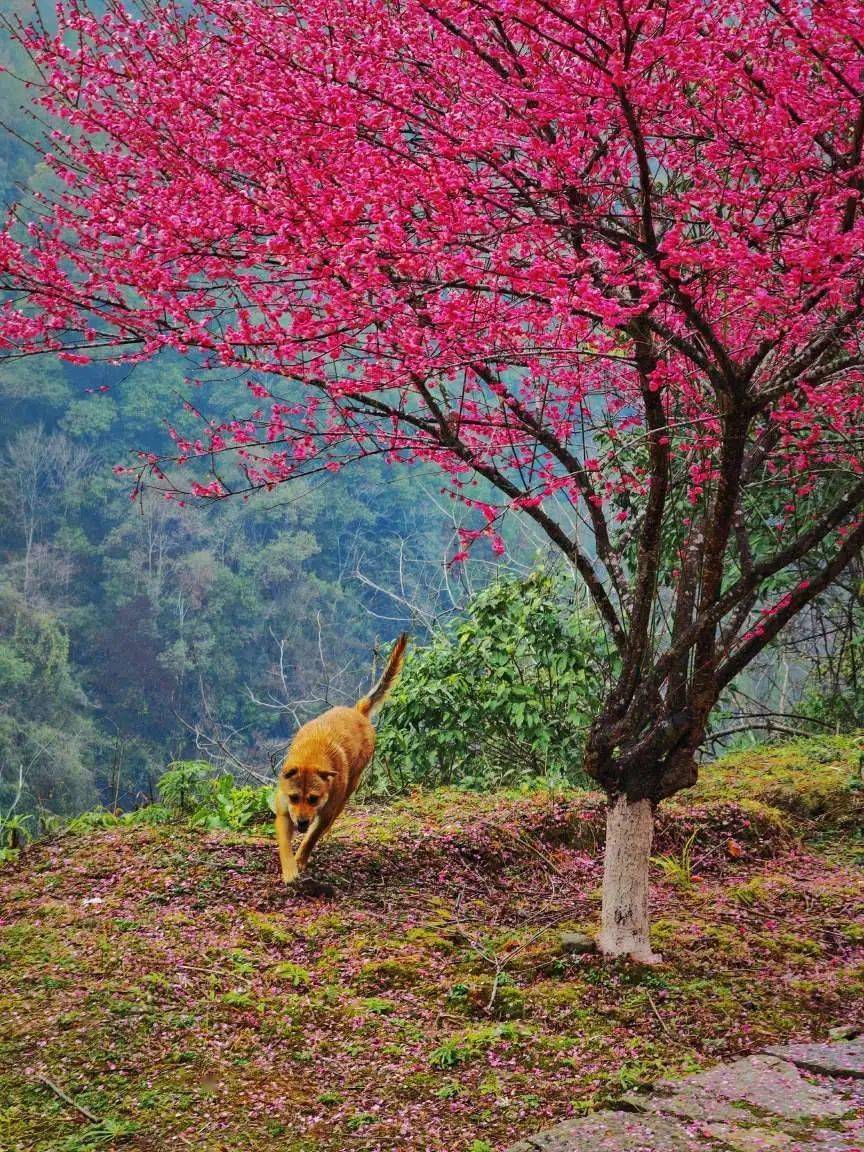 永顺县陈家坡的梅花——灿如云霞_地方_湘西_牧童