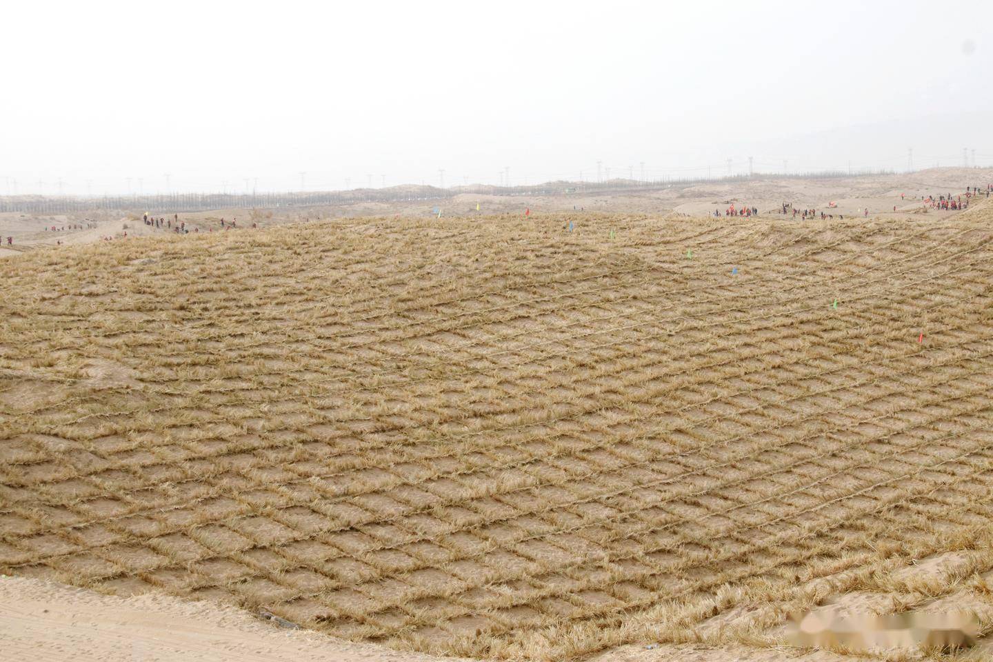 "草方格"上显身手 大漠深处压沙忙_活动_建设_凉州区