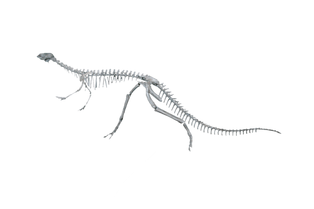 的一种小型的原始鸟脚类恐龙命名为劳氏灵龙劳氏在荣县的这一重大发现