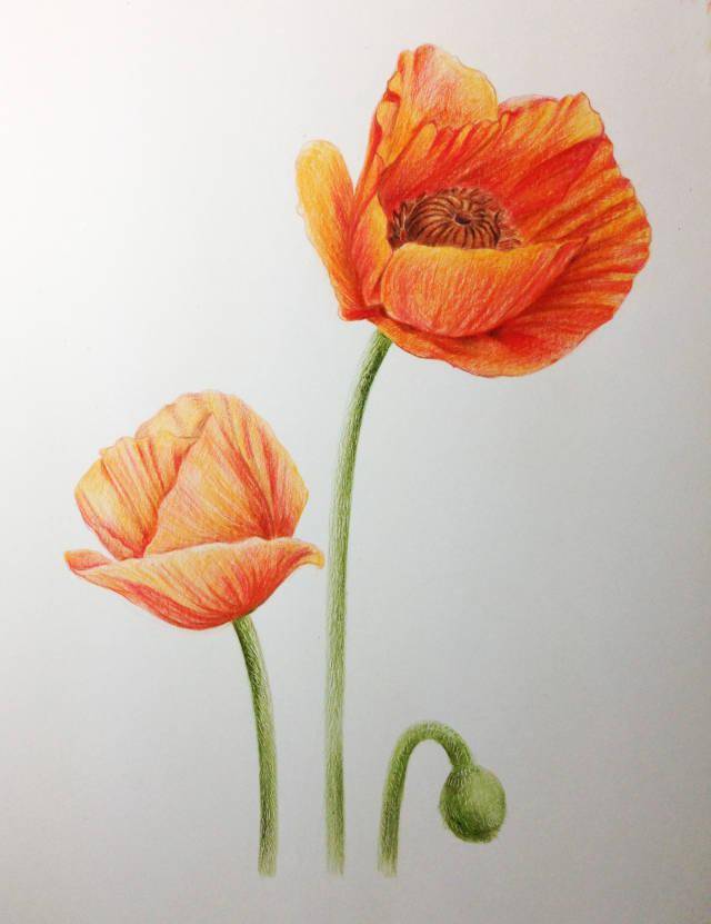 彩铅植物:教你画危险又美丽的罂粟花