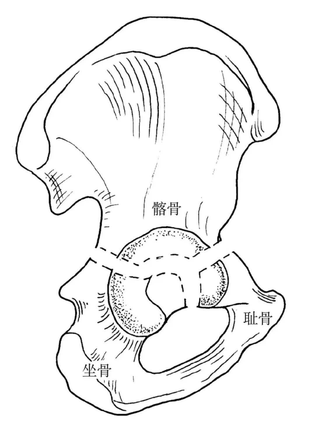 其中髋骨是由髂骨