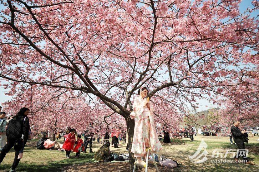 拥抱春日光“樱”，辰山动物园樱花季启幕首日旅客打破三万人次 | 组图