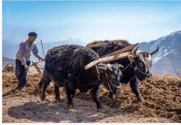 二牛抬杠高云 摄单牛耕地 徐进 摄锄洋芋 牛玉安 摄供稿:政协临潭县