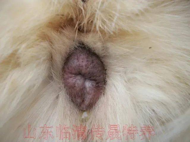 发情期外阴照片发情前期外阴图片多次引进芬兰原种狐优化种群.