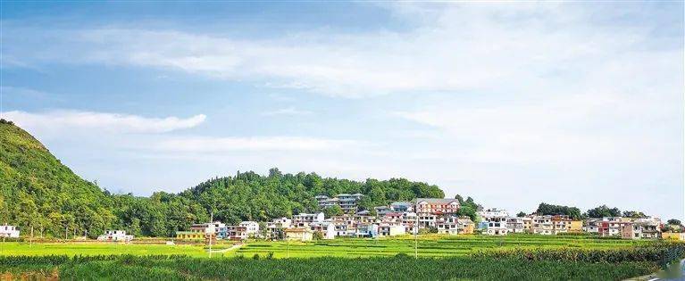 平壩區夏雲鎮小河灣村成為鄉村旅遊景點.紫雲自治縣農戶採收油茶果.