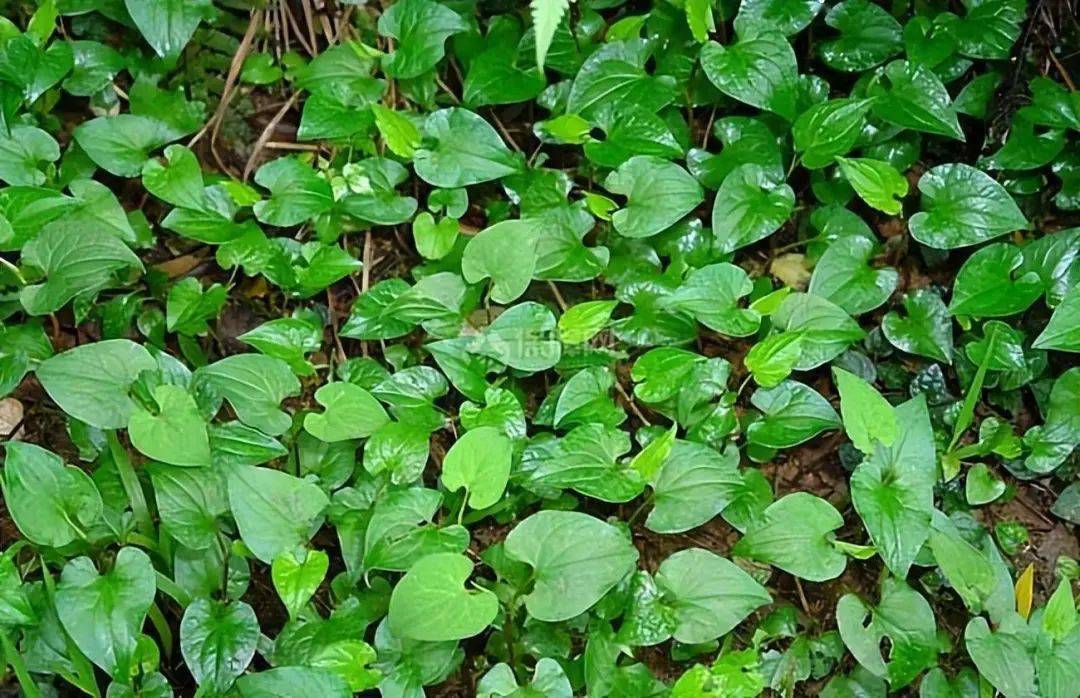 开春挖野菜