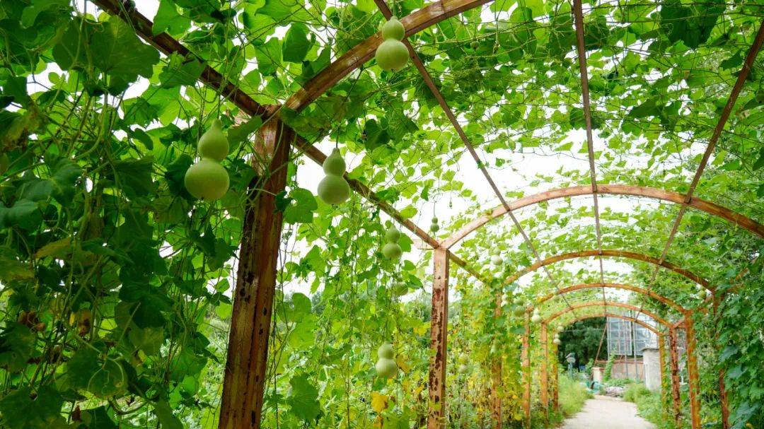 石嫣_程存旺_蔬果