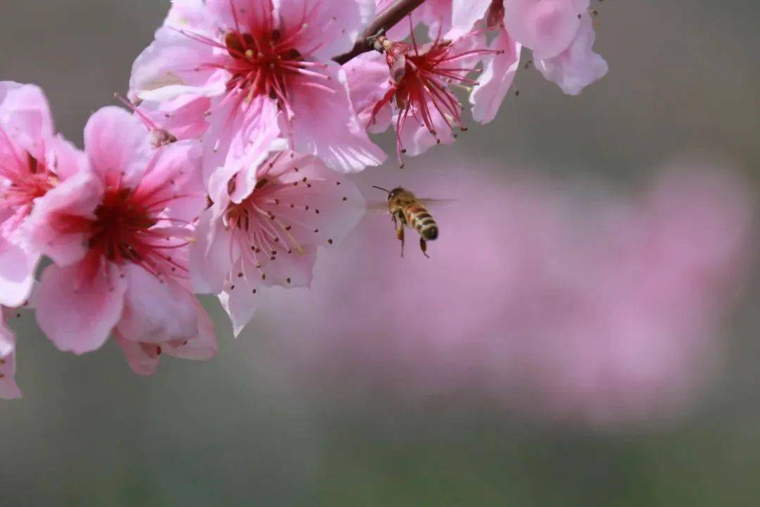 风吹过,花瓣片片飘落水面,桃红与碧波交融在和美风中……这春雷一声震