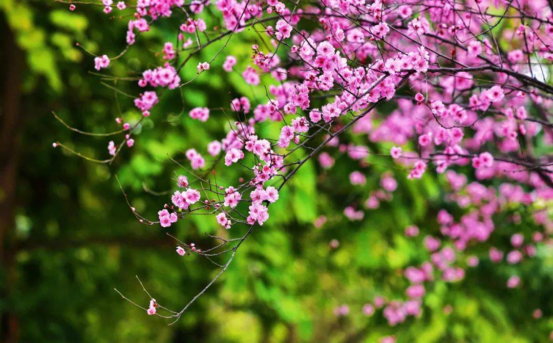 抓拍地点 岷江大道迟迟春日弄轻柔,花径暗香流.