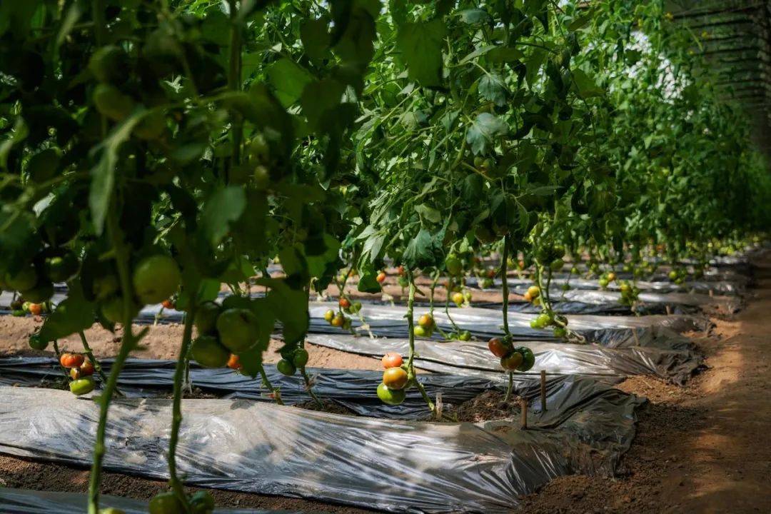 石嫣_程存旺_蔬果