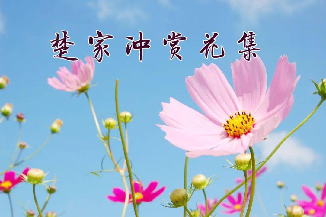 花軍嶋物語初輯-