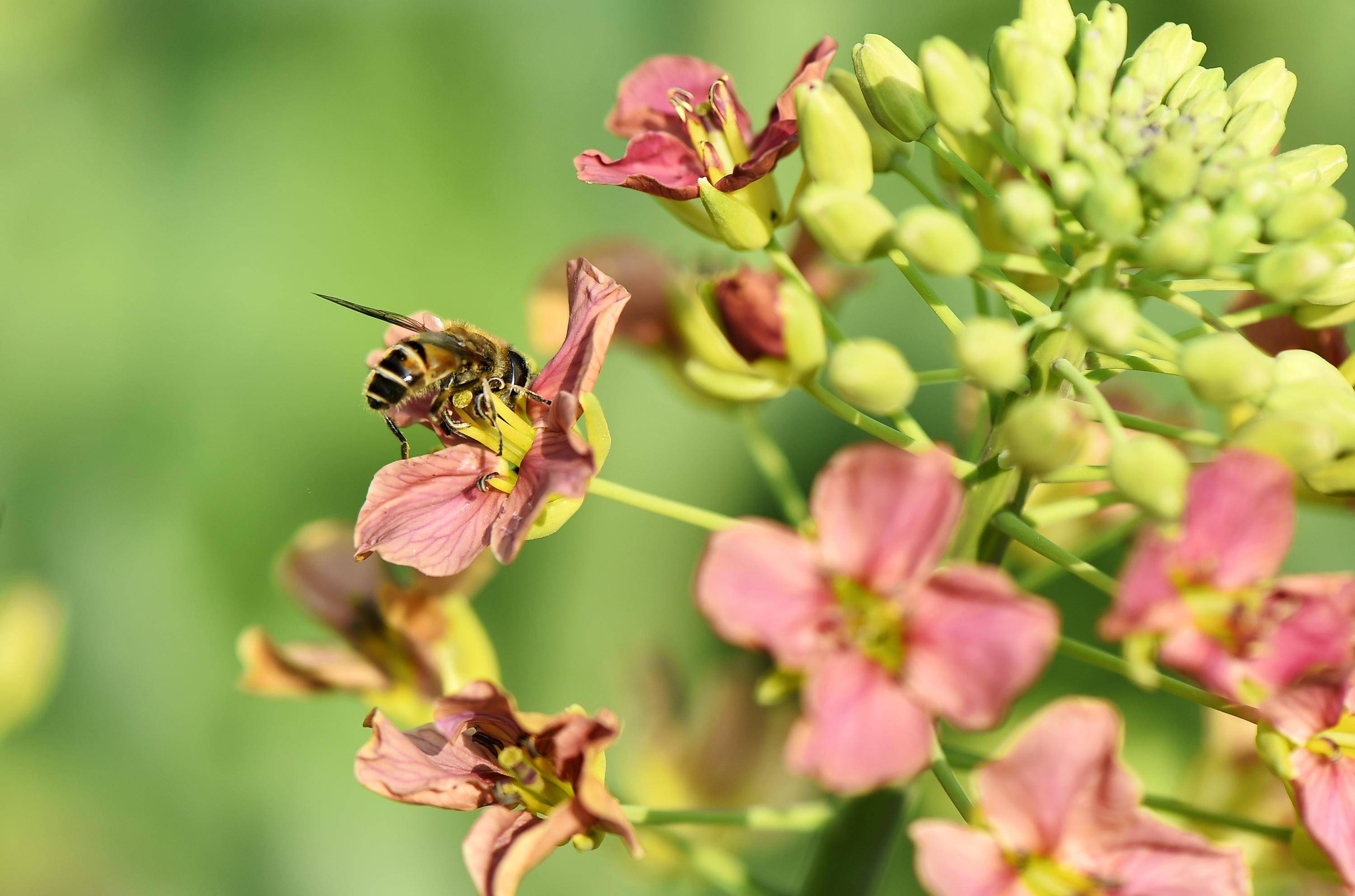 这有一组超美的春日高清壁纸!_油菜花_罗云镇_蜜蜂采蜜