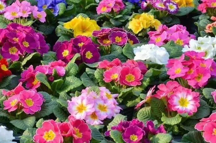 是迎接春天的意思充满朝气和希望花繁似锦一派欣欣向荣气象祝福满溢