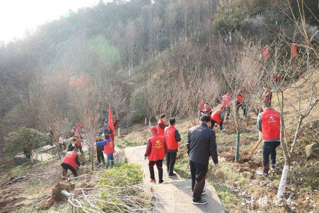 四方山樱花林的最新动静来了