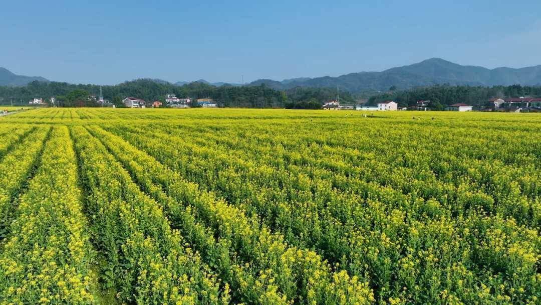 3月9日，“幸福女神·花海映美”油菜花节 系列活动，邀您共赏绚烂春光~