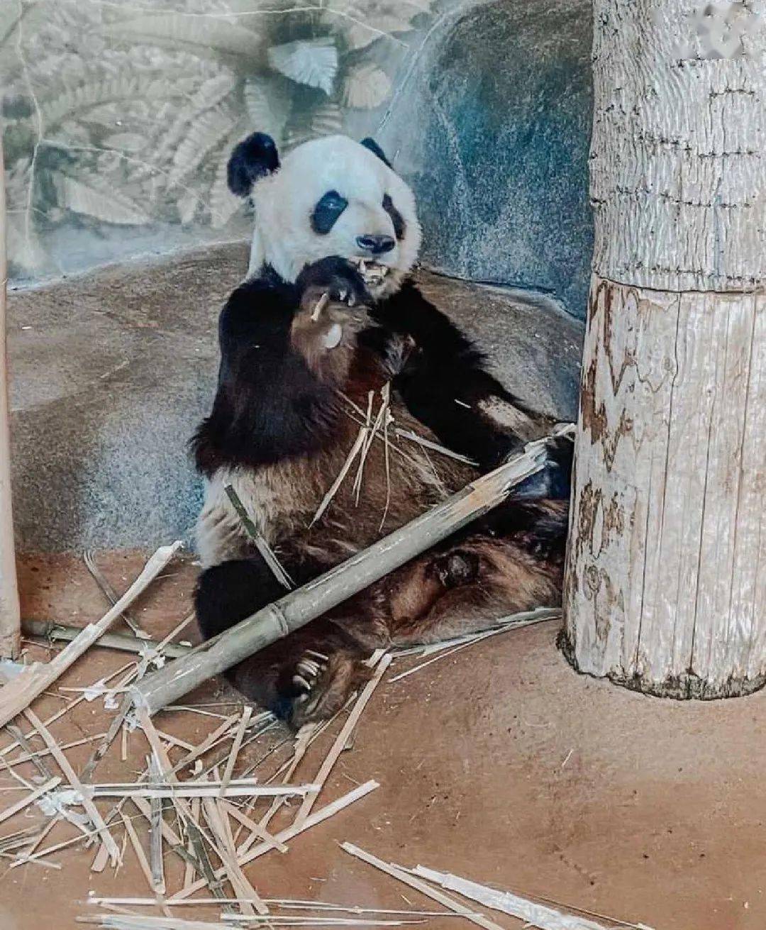 大熊猫乐乐:丫丫坚持住,替我回家!_动物园_爷爷_香香