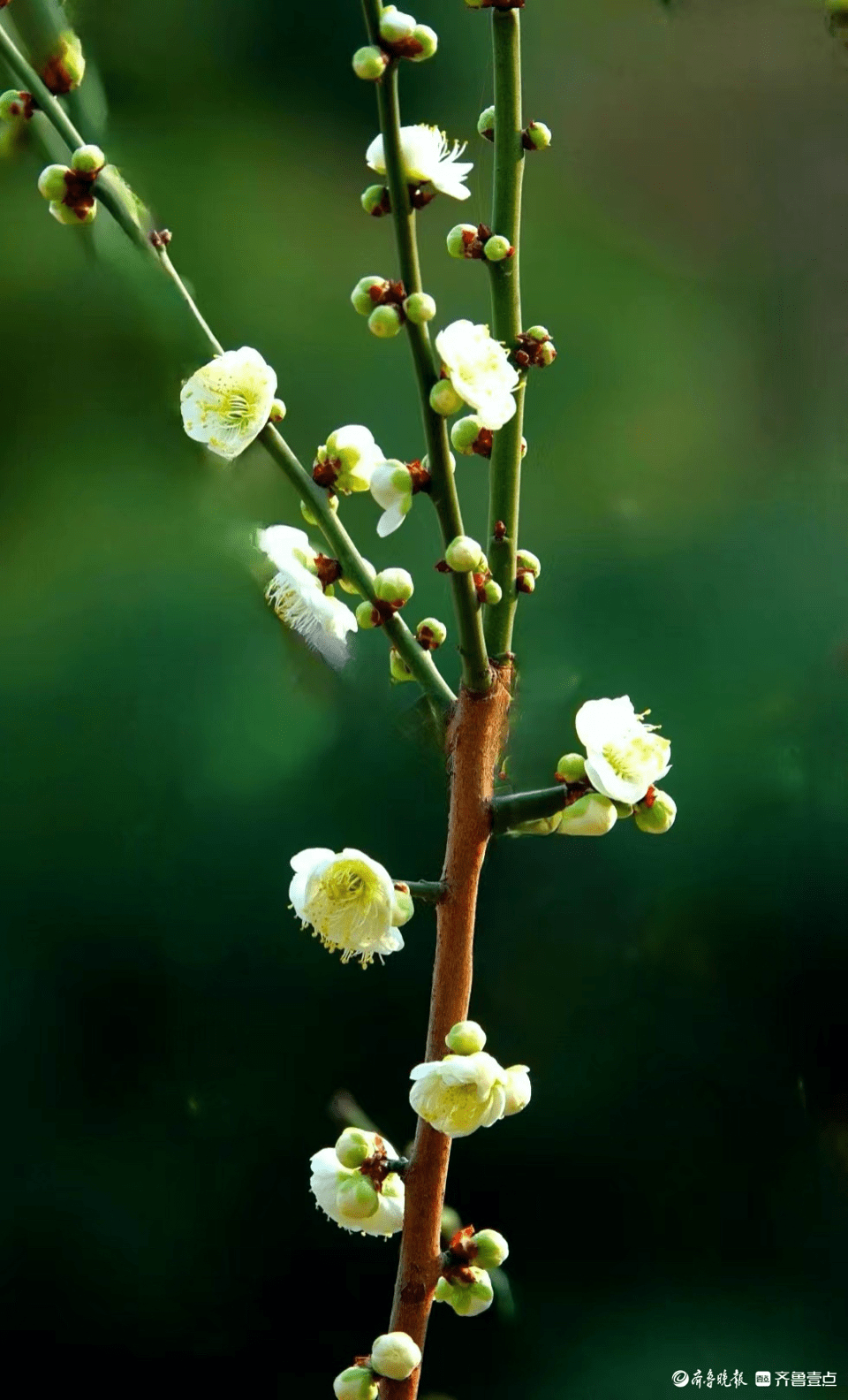 端庄清雅绿萼梅_梅花_永奎_百花