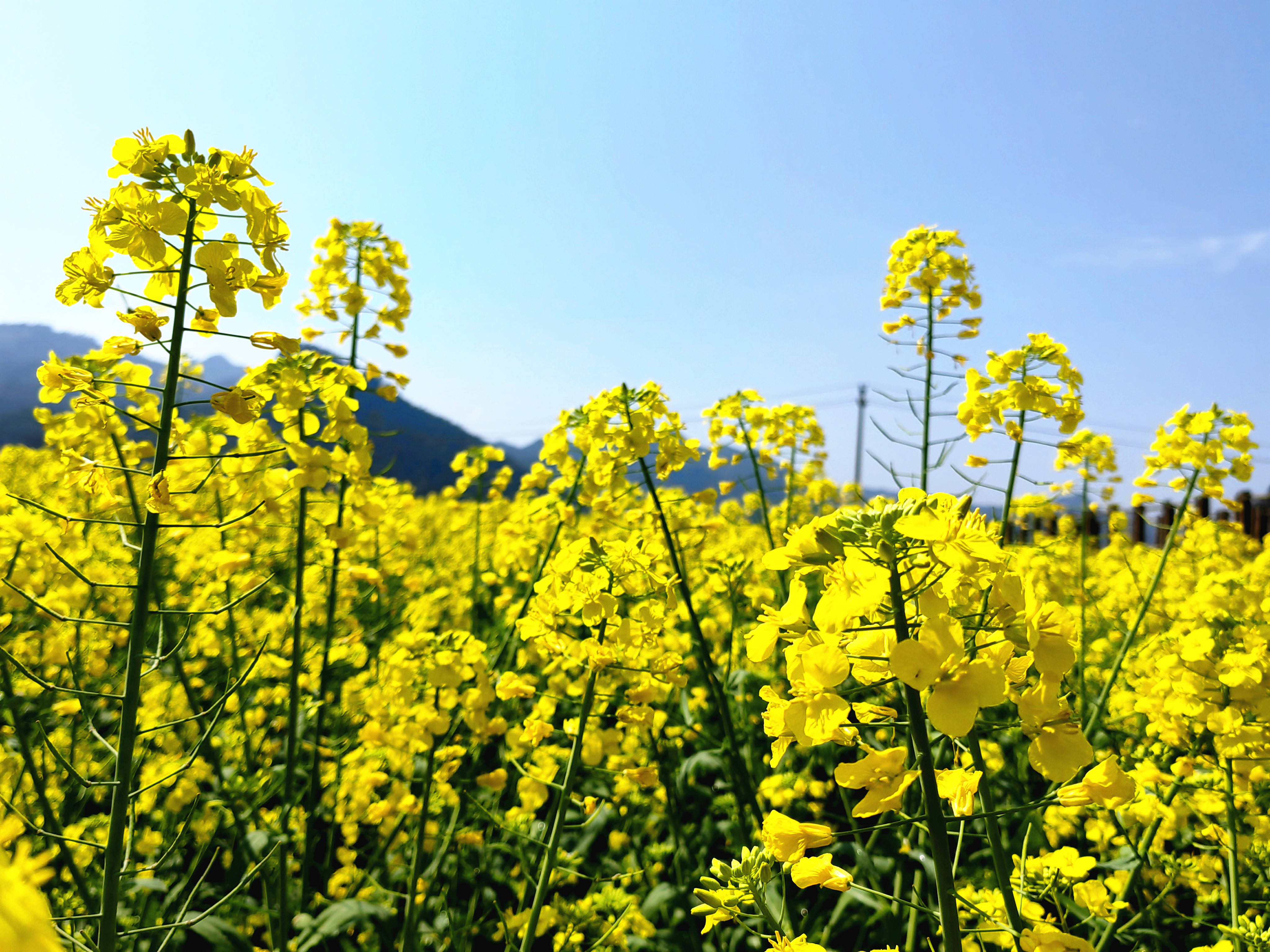 油菜花特征图片