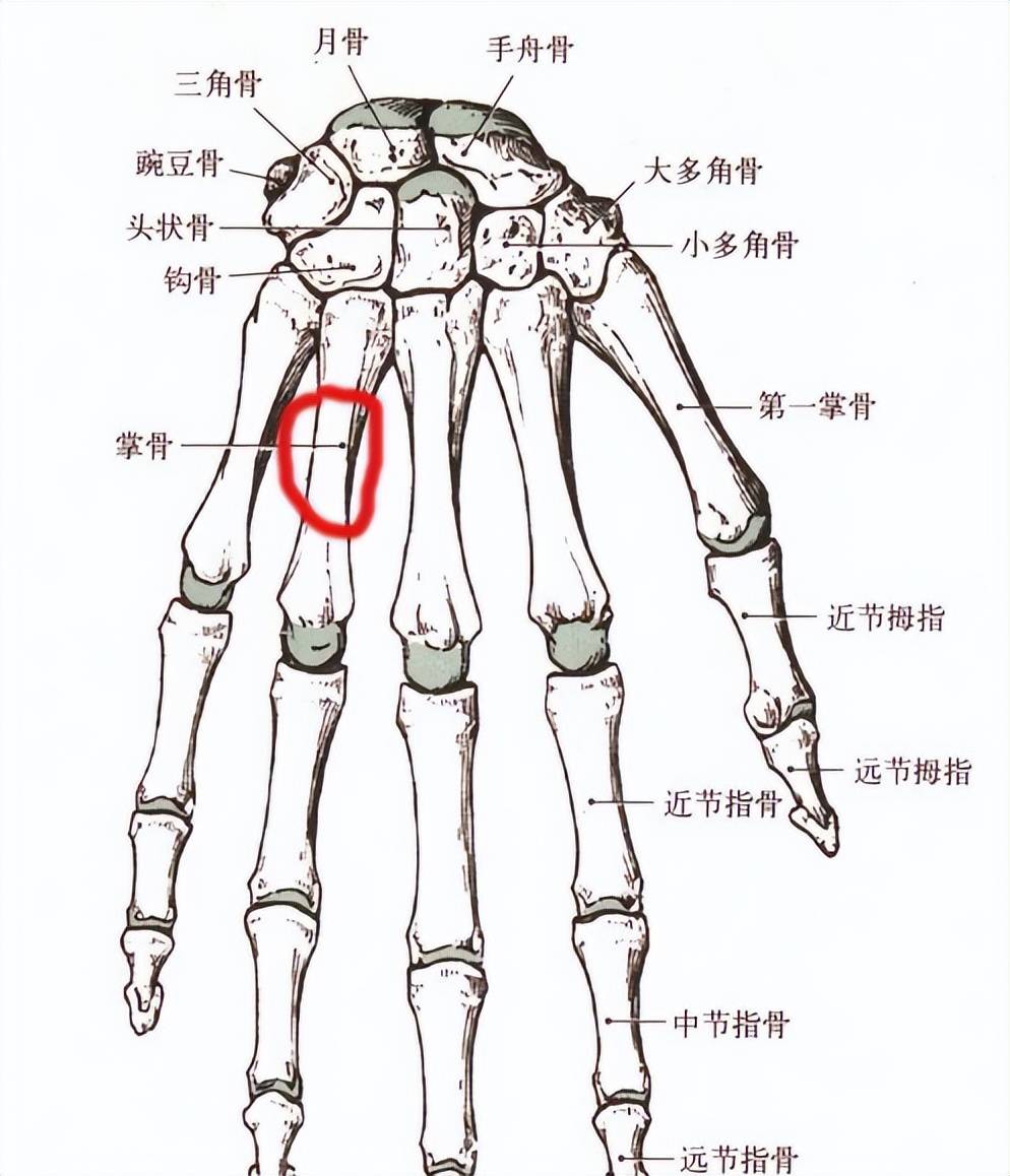 左手弯外衅骨的位置图图片