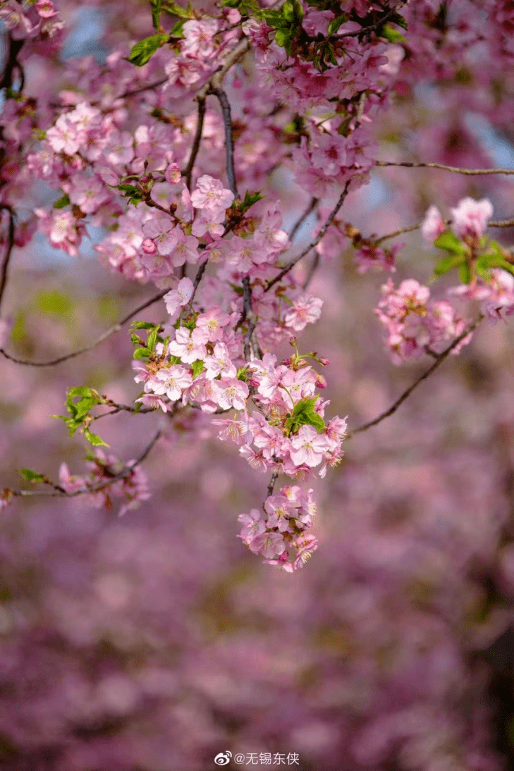 这份三月花期预告