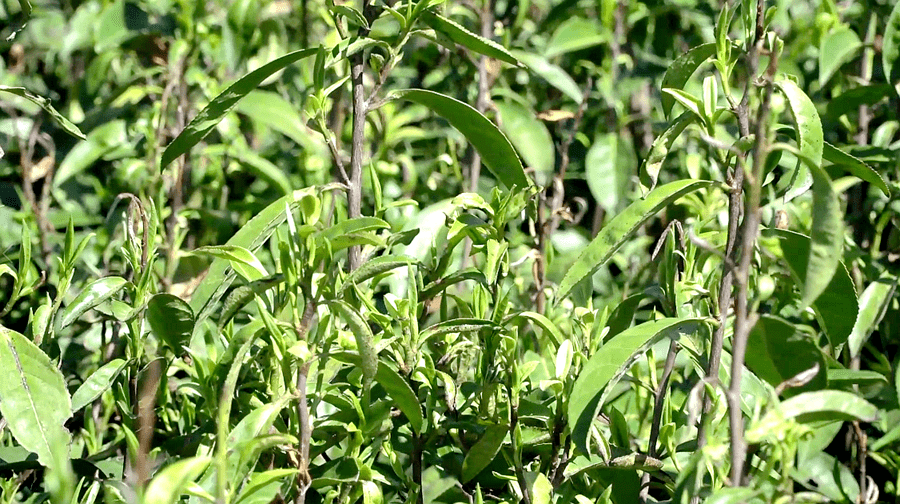 黄金芽新茶上市时间是几月份的