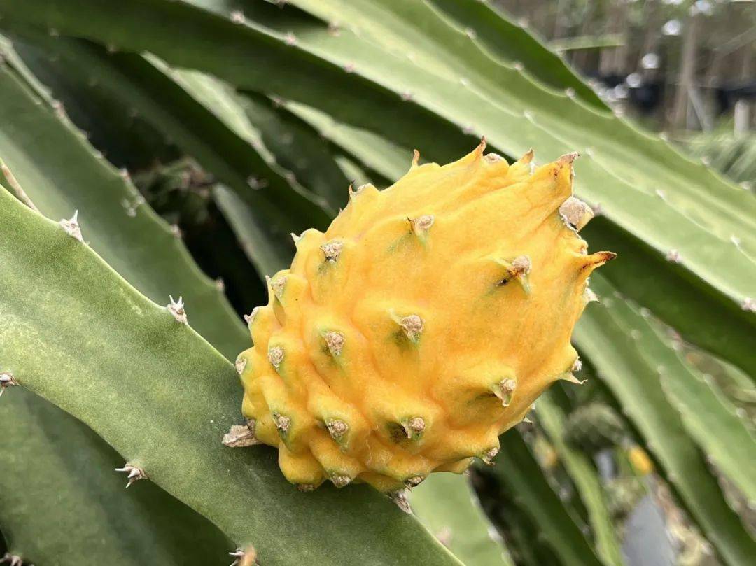 水果"新贵"黄金燕窝果!丝丝嫩滑,甜度一骑绝尘_口感_种植者_礼盒装