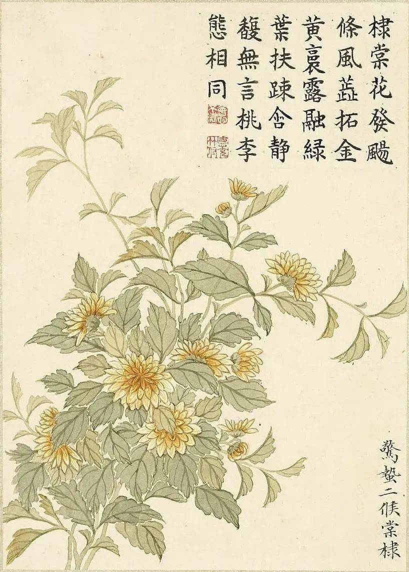 棠棣花（棠棣花和棣棠花有什么区别） 第3张