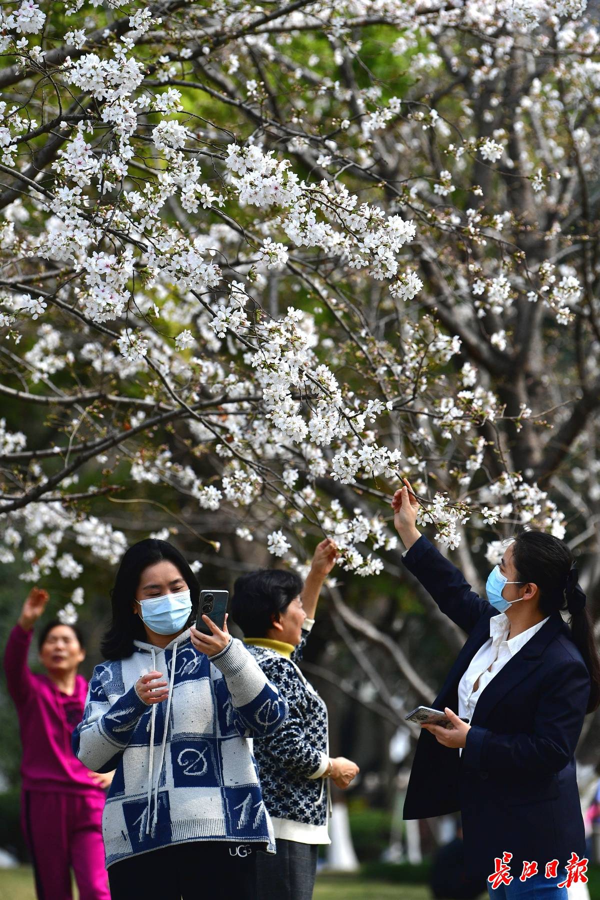 西北湖樱花初放